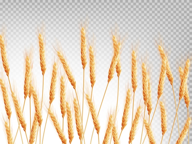 ears of wheat horizontal illustration