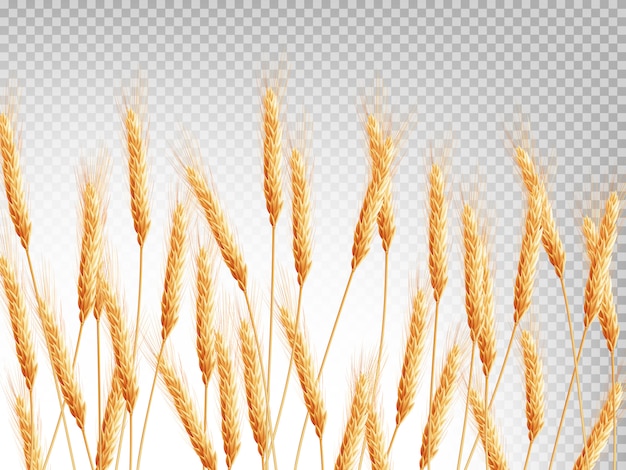 Ears of wheat horizontal illustration