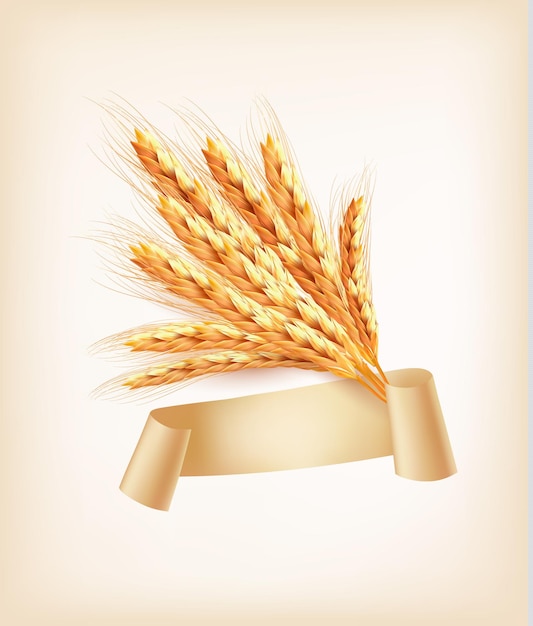 Vector ears of wheat.  illustration.