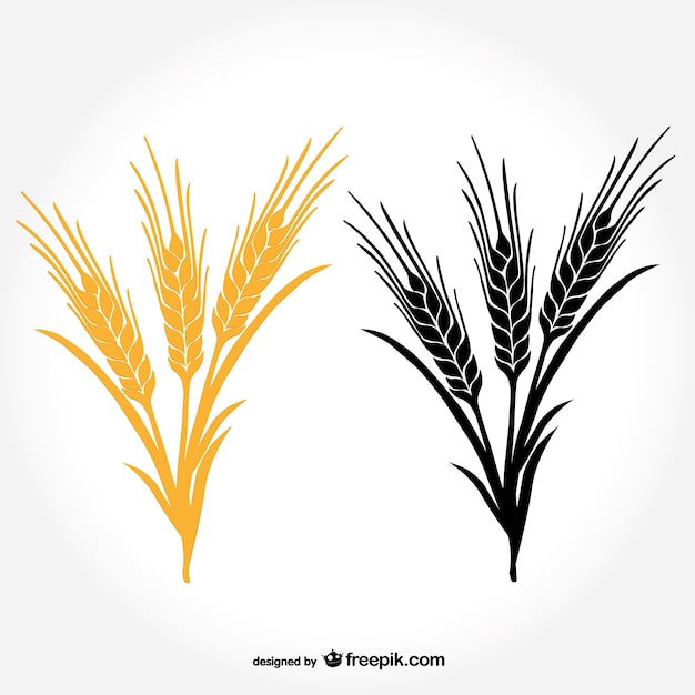 Spighe di grano vector