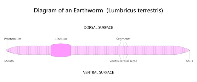 Вектор Дождевой червь — сегментированный червь, беспозвоночное, относящееся к типу annelida.