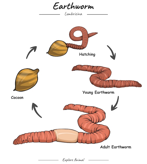 Earthworm life cycle