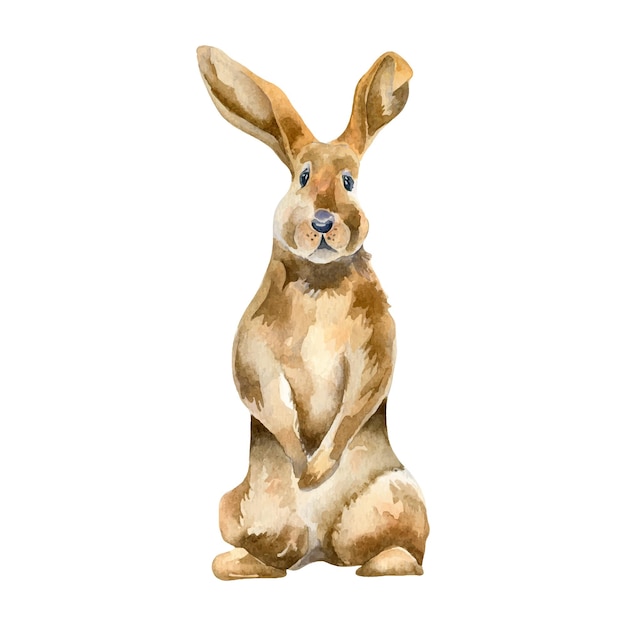 Easter bunny watercolor illustration isolated on white background Brown hare hand drawn Painted