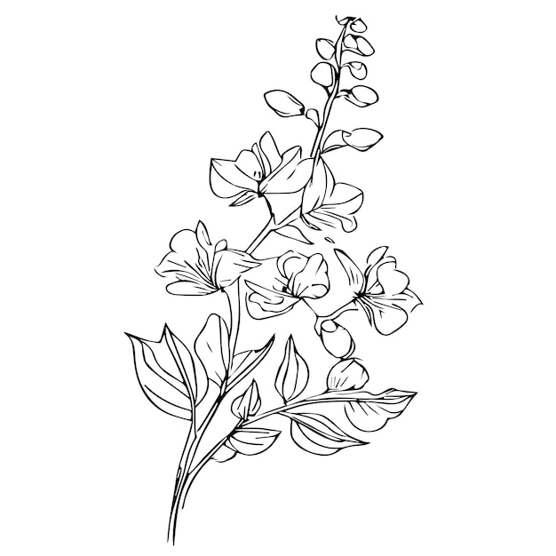 Vector easy outline larkspur flower drawing larkspur line drawing black illustration delphinium flowers