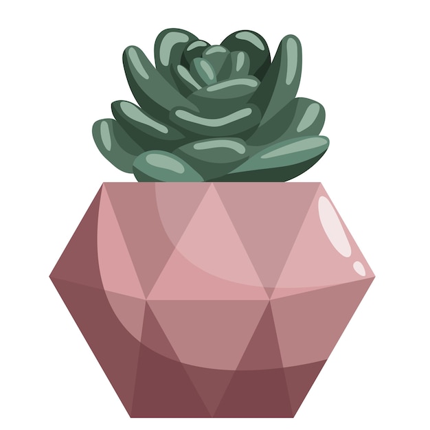 Vector echeveria succulent in ceramic pot on white sempervivum stone roses