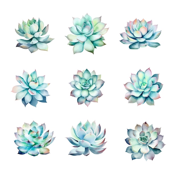 EcheveriaSet of succulents in watercolor style