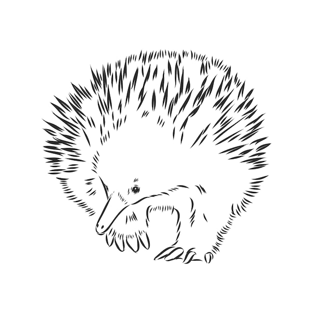 Vector echidna illustration, drawing, engraving, ink, line art vector echidna vector sketch