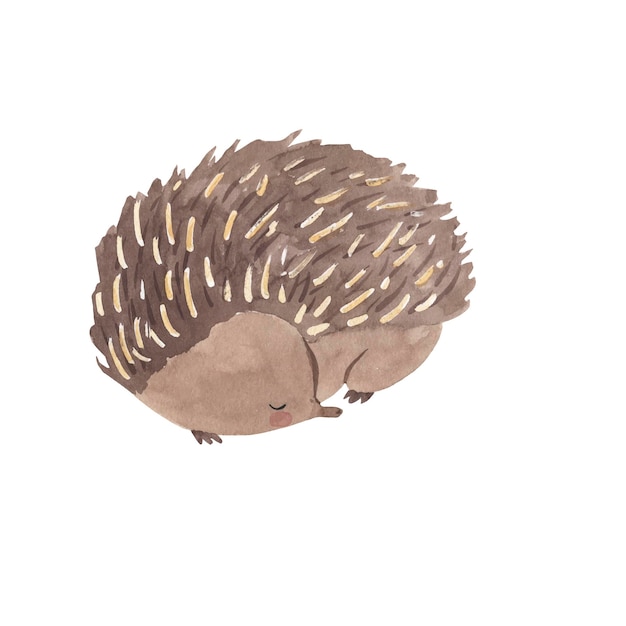 Echidna watercolor illustration for kids