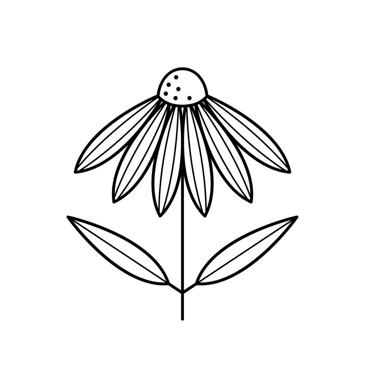 Echinacea flower Coneflower with leaves Herbal medical plant Vector illustration