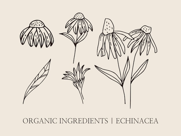 에키네시아 꽃 손으로 그린 식물 삽화. 우아한 벡터 삽화의 선형 세트