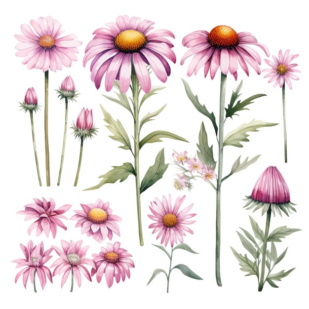 Vettore sfondo bianco di clipart vettoriali di fiori di echinacea