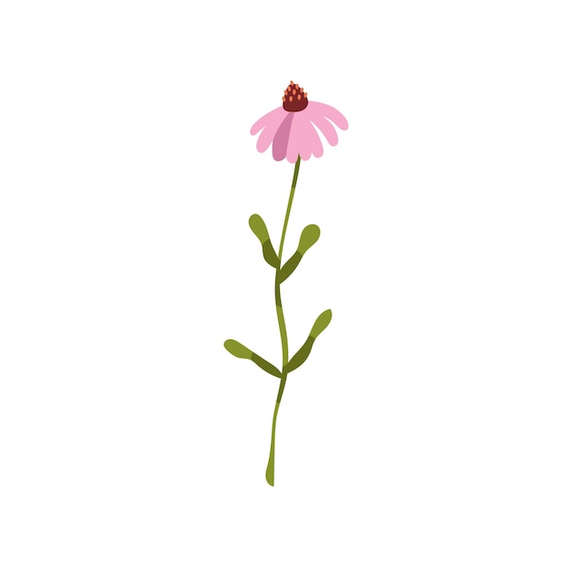 Echinacea purpurea flower. Coneflower, wild floral herb. Modern botanical drawing of blooming herbal plant. Colored flat vector illustration of wildflower with leaf isolated on white background