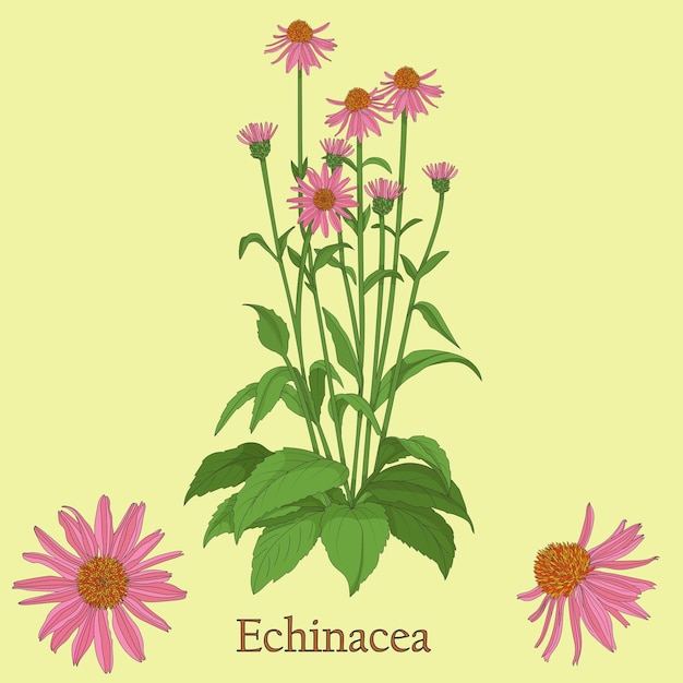 Vector echinacea tea illustration of a plant with flowers for use in the cooking of medicinal herbal tea