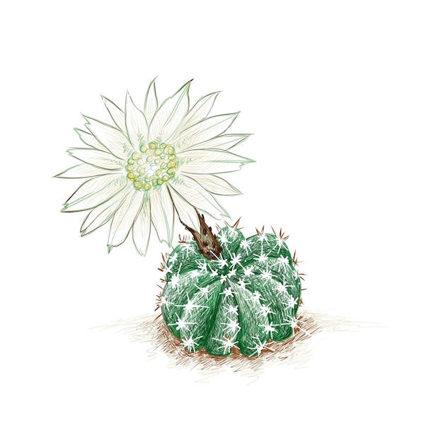 Vettore echinopsis subdenudata domino cactus riccio in fiore notturno giglio pasquale cactus con fiore bianco