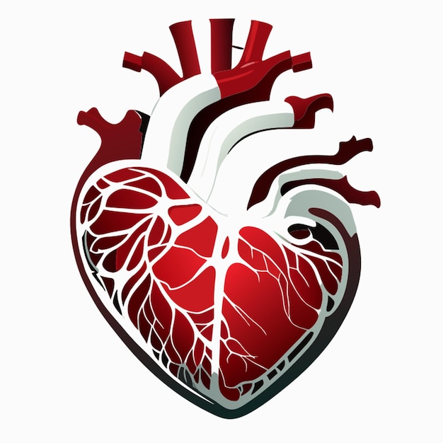 echt hart anatomie witte achtergrond vectorillustratie