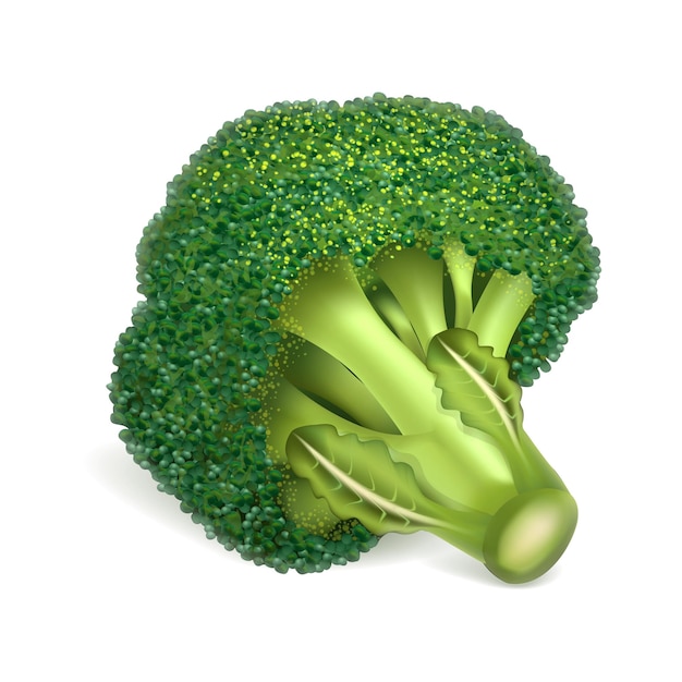 Vettore icona broccoli ecologici illustrazione realistica dell'icona vettore broccoli ecologici per il web design