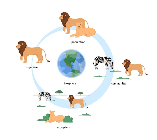 シマウマとライオンの動物コミュニティ フラット ベクトル イラスト i と生態系組織のインフォ グラフィック