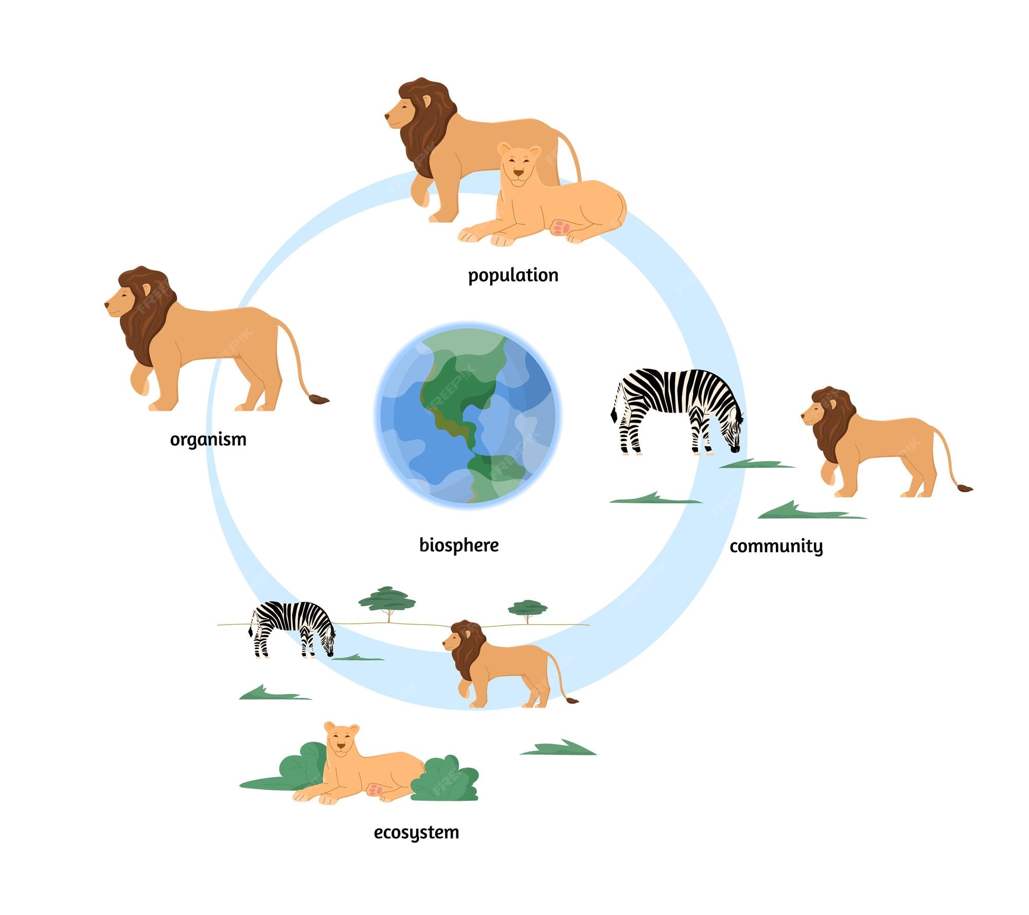 Premium Vector | Ecosystem organization infographics with zebra and lion animals community flat vector illustration i Premium Vector | Ecosystem organization infographics with zebra and lion animals community flat vector illustration i