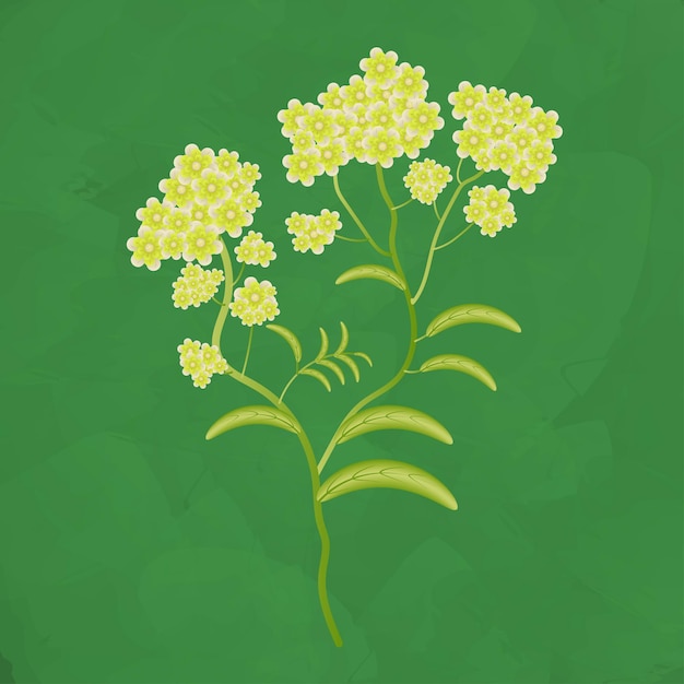 Edelweiss Bloem Vector