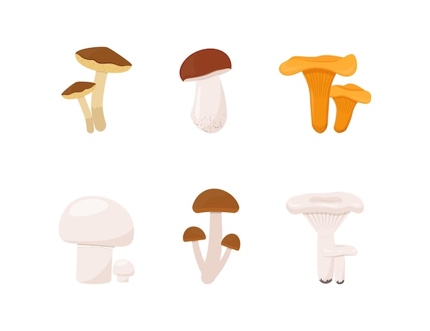 Edible forest mushrooms set vector illustration on white background