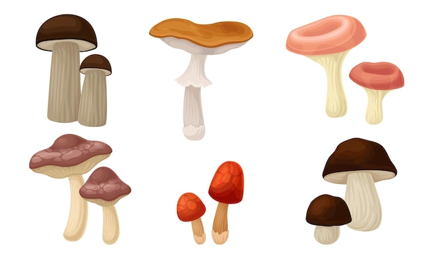 Vector edible forest mushrooms or toadstools with stem and cap isolated on white background vector set