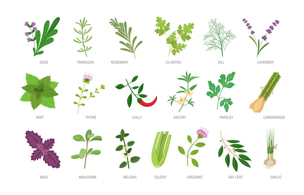 Edible herbs with names inscription set. healthy botanical food ingredients and spices