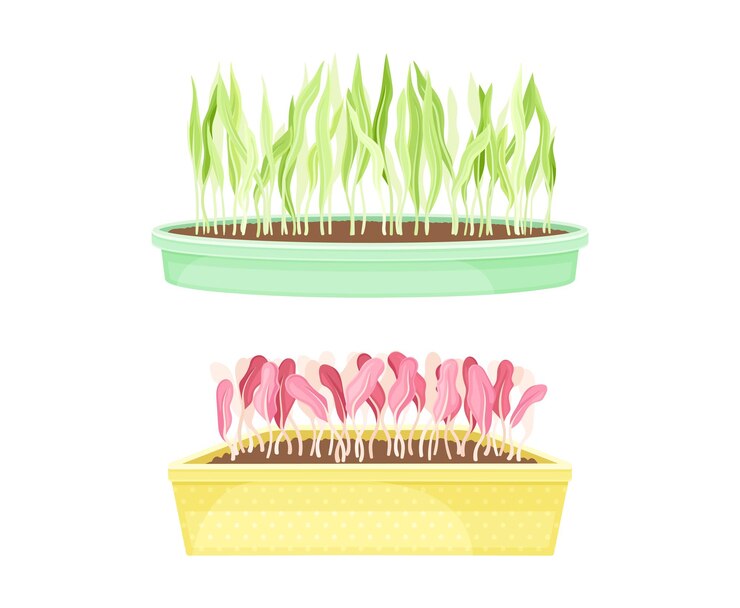 Vector edible microgreens in boxes set herbs for healthy diet vegetarian superfood vector illustration