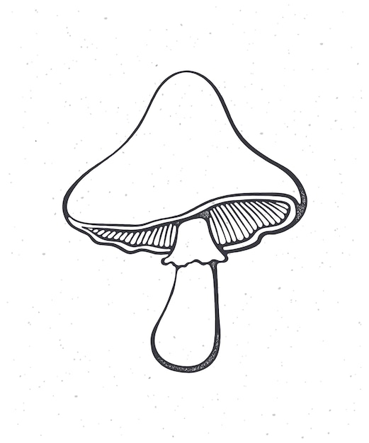 Edible mushroom Outline Vector illustration Hand drawn sketch Isolated white background