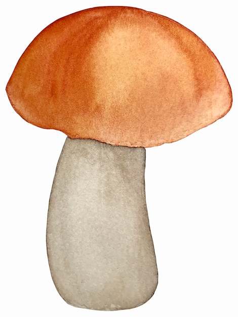 Edible mushroom watercolor vector botanical illustration