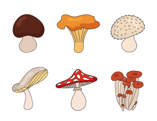 식용 버섯. 포르치니, 황금 살구, 팽이버섯, 굴 버섯, amanita, boletus, 가슴살.