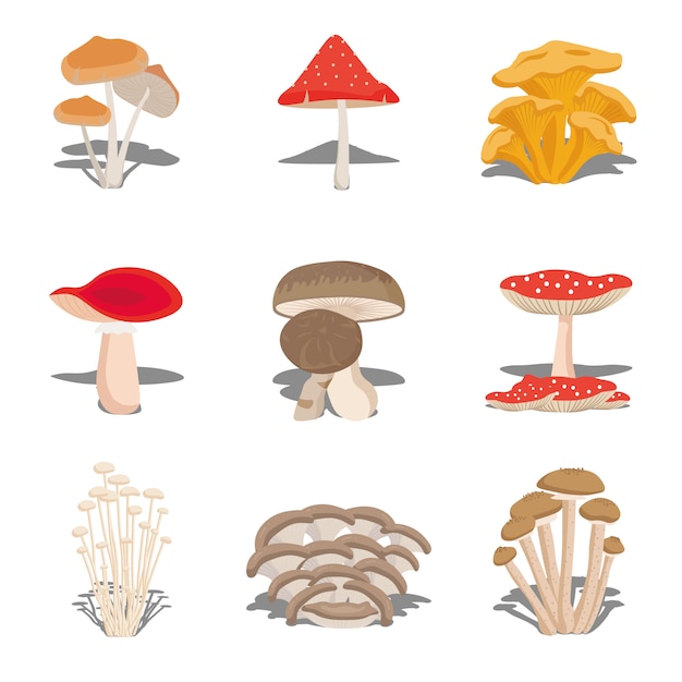 식용 버섯 세트 버섯의 종류, 식용 버섯의 다른 종류의 그림. 플랫 스타일.