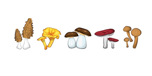 Edible mushrooms set. Vector hand drawn illustration, porcini mushrooms, morels, honey mushrooms.