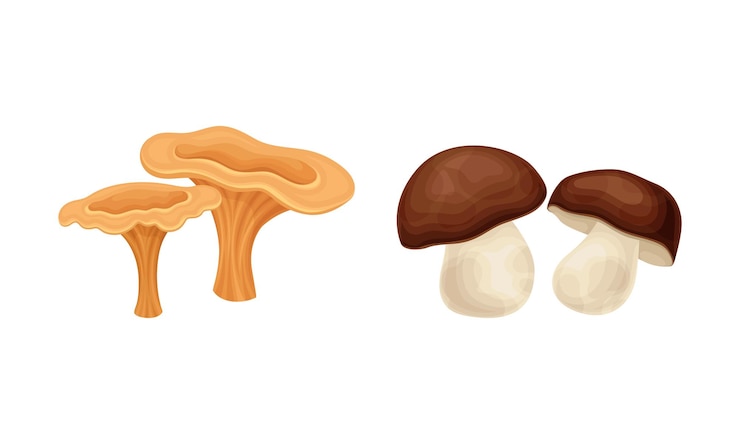 Vector edible mushrooms species set chanterelle and porcini mushroom vector illustration