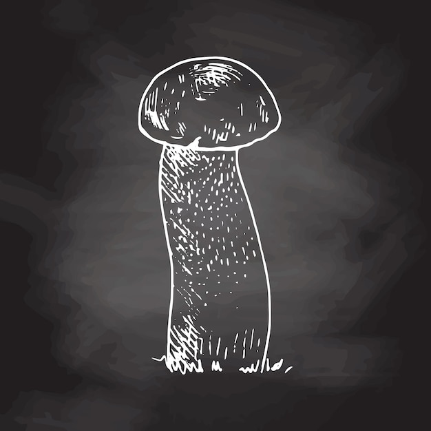 Edible mushrooms vector illustration, Hand drawn boletus, White sketch isolated on black chalkboard