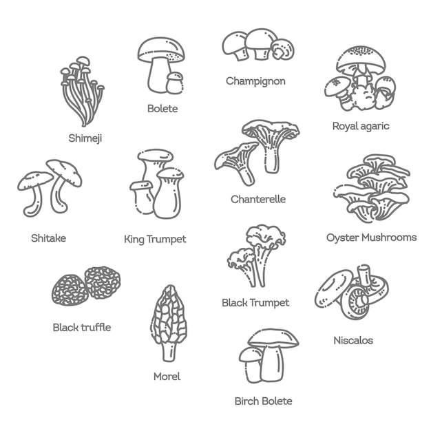 Vector edible mushrooms vector illustrations collection