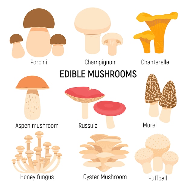 Vector edible mushrooms