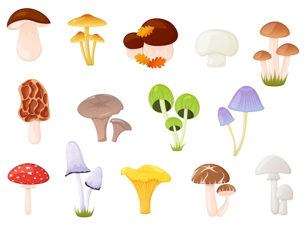 Edible and poisonous mushroom set Autumn forest elements