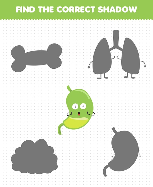 Образовательная игра для детей: найди правильный набор теней милого мультяшного человеческого органа желудка