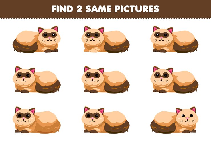 Vector education game for children find two same pictures of cute fluffy cat printable pet worksheet