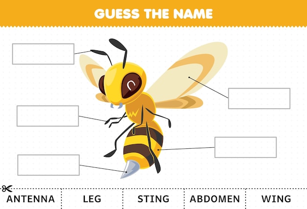 Education game for children guess the name of cute cartoon bee body part worksheet