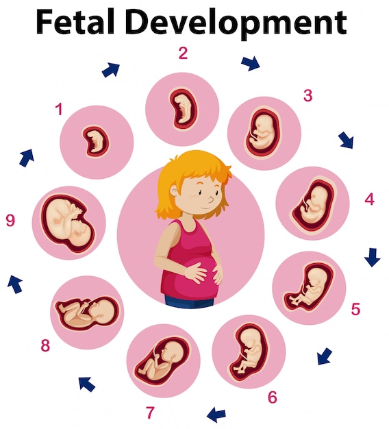 Vector an education poster of fetal development
