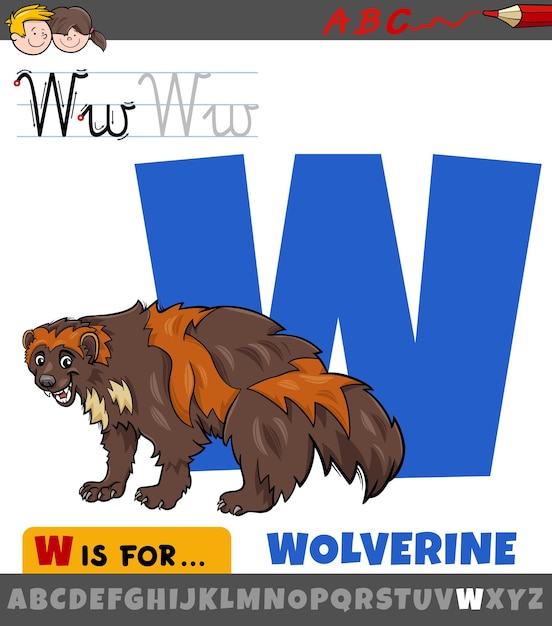 Vector educational cartoon illustration of letter w from alphabet with wolverine animal character