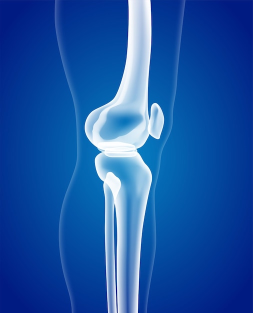 Educational medical illustration of leg bones