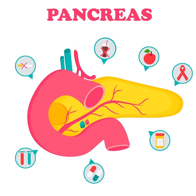 췌장 기관과 아이콘이 있는 교육 의료 포스터