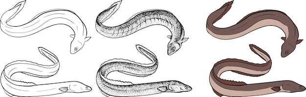 Eel fish sketch collection Hand drawn vector fish Sea river or ocean fish