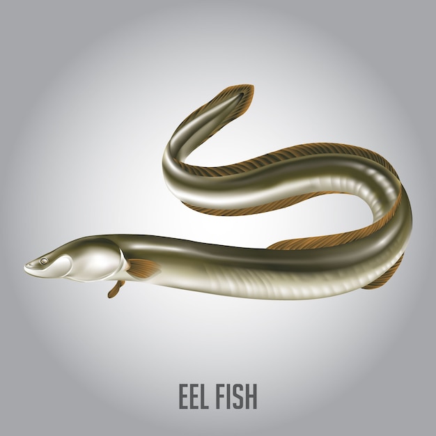 Eel fish vector illustration