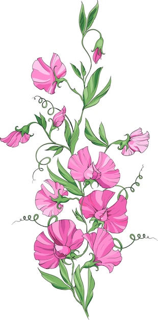 Een boeket zoete erwten met roze bloemen op een witte achtergrond, bloemenboeketten en bladeren