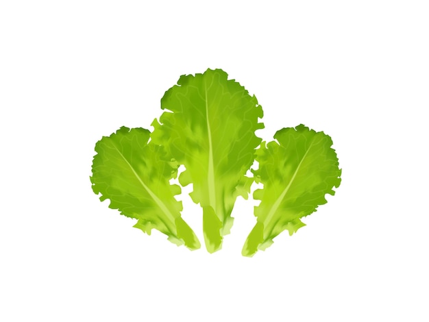 een close-up van een blaadje sla