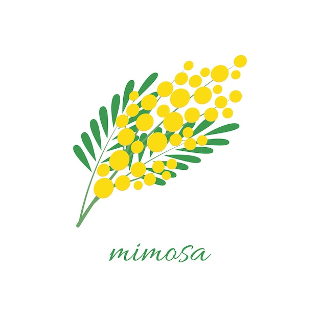 Een delicate mimosa bloem Een tak van de mimosa boom Lente bloemen Vector illustratie op witte achtergrond