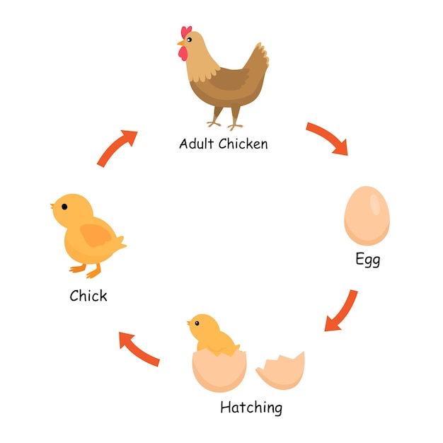 Een diagram van de levenscyclus van een kip, van kuiken dat uit het ei komt tot volwassen kip